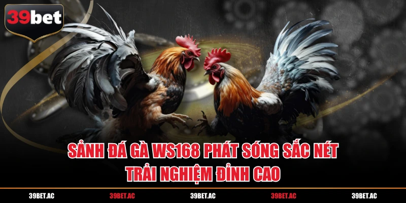 Sảnh đá gà WS168 phát sóng sắc nét trải nghiệm đỉnh cao